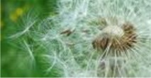 Pusteblume