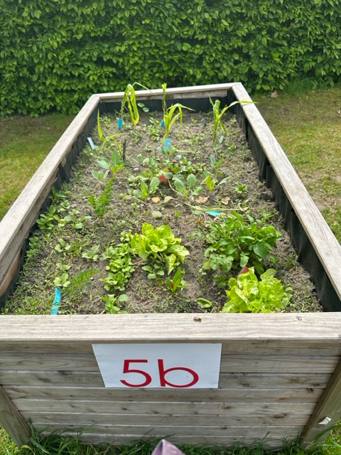 Hochbeet