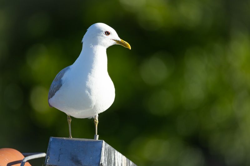 Möwe